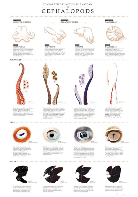 A Fascinating Print Comparing Cephalopod Anatomy