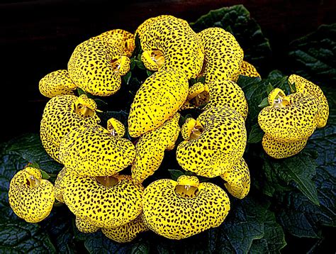 Calceolaria. (Ladies Purse) | Calceolaria, also called lady'… | Flickr