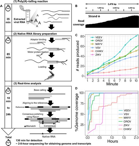 Frontiers | Rapid Sequencing of Multiple RNA Viruses in Their Native Form