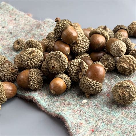 Oak Tree Acorns in 160 gram bags, Natural, dried floral deco