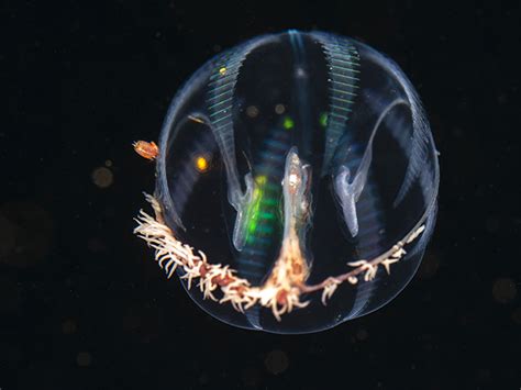 Sea Gooseberry - Pleurobrachia pileus