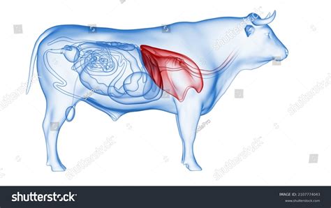 3d Rendered Illustration Bovine Anatomy Lung Stock Illustration 2107774043 | Shutterstock