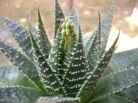 Aristaloe aristata (Lace Aloe) | World of Succulents