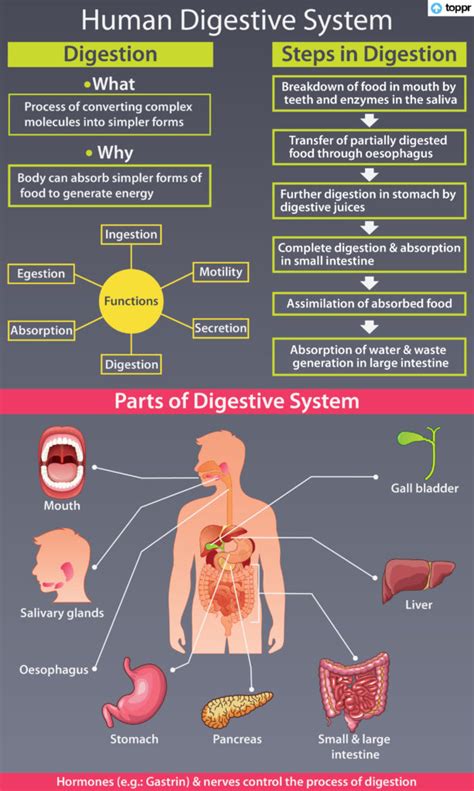 Digestive Disorders