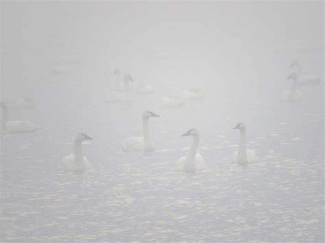 Miracle at Pocosin Lakes - EarthSanctuaries