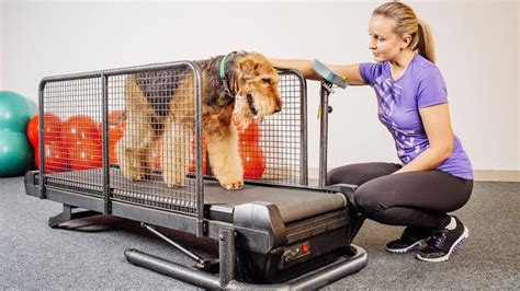 Dog Treadmill Training for Exercising at Home | Blog | AKC Pet Insurance