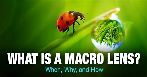 What Is a Macro Lens? When, Why, and How • PhotoTraces