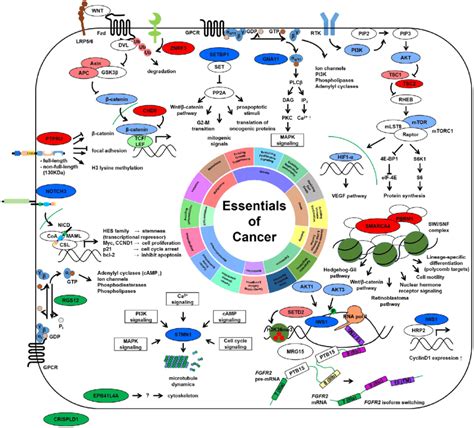 Putative pathogenic pathways in TSC-RCC cases (red: tumor suppressor... | Download Scientific ...