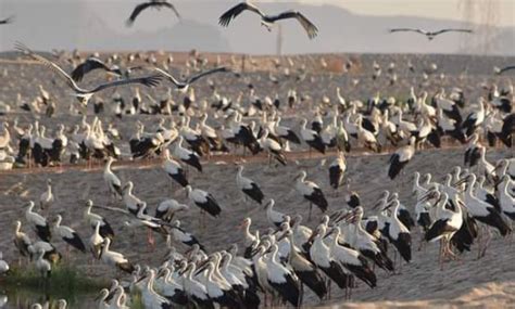 En migration route to S.Africa, Flocks of white storks recorded in Egypt’s South Sinai reserves ...