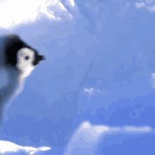 Penguin Waddle GIFs | Tenor