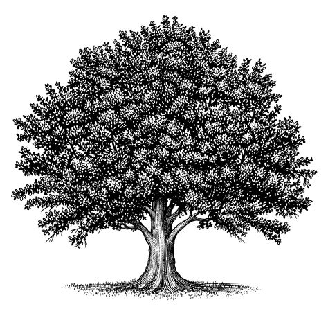 Oak tree clip art vector