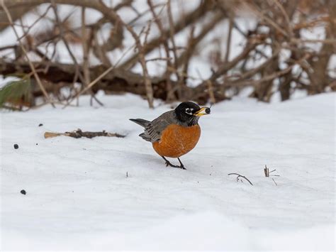 American Robins In Winter (Location, Behavior, Survival +… | Birdfact