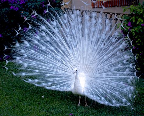 Funny Images | imthy: White Peacocks are Awesome
