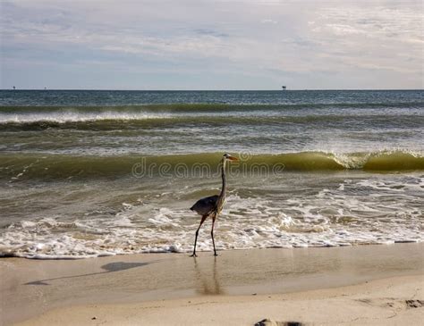 Alabama Gulf Coast Avian Wildlife Stock Photo - Image of seaside, seagulls: 142588444