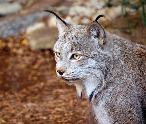 Taiga Animals And Plants - Viewing Gallery