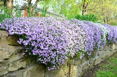 Evergreen Ground Cover Plants for Sale - Buying & Growing Guide - Trees.com