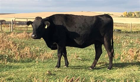 Wagyu cattle becoming popular in the U.S.