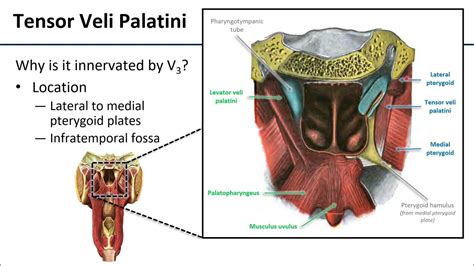 Soft Palate - YouTube