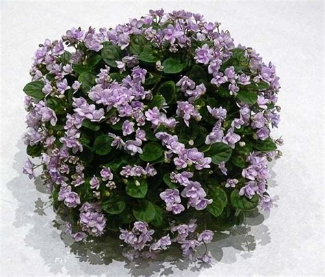 292 best images about Houseplants-African Violets on Pinterest ...