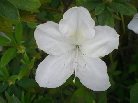 File:HK Plants Shatin Shing Mun River White Flowers 2.JPG - Wikimedia ...