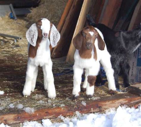 baby boer goats - Google Images | Boer goats, Cute goats, Goats