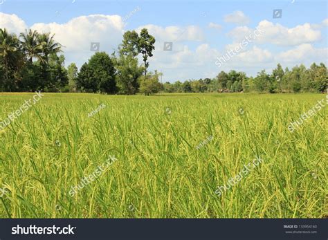 Rice Paddy In Thailand Stock Photo 133954160 : Shutterstock