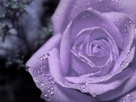 Flower Photos: Dewdrops on purple rose