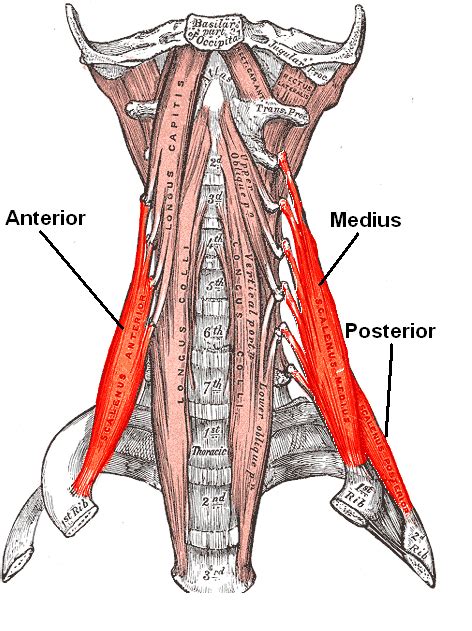 Cervical Motor Control Part 1 - Clinical Anatomy of Cervical Spine ...