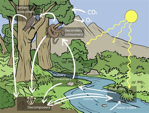 Types Of Ecosystem Diagram