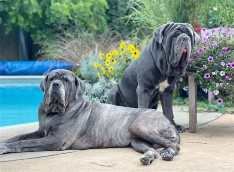 Neapolitan Mastiff vs Cane Corso: Who’s Bigger and Who’s Better? - PawCited