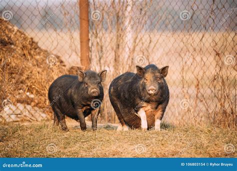 Two Pigs Posing in Farm Yard. Pig Farming is Raising and Breeding Stock Photo - Image of outdoor ...