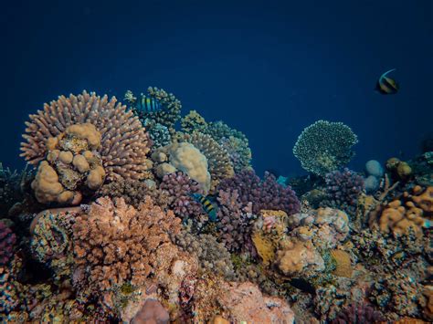 Corals on Rocks Under the Sea · Free Stock Photo