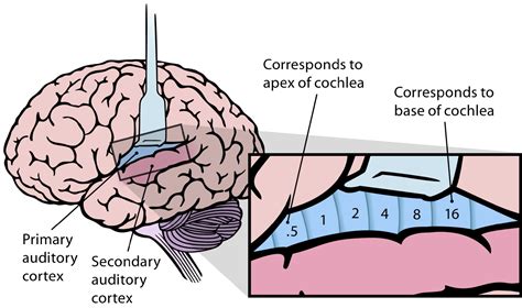 The auditory cortex – Speechneurolab