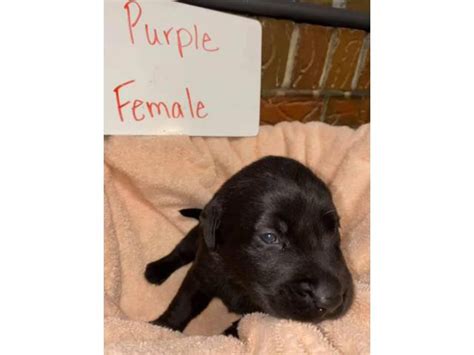 6 Akc standard lab puppies for adoption Birmingham - Puppies for Sale Near Me