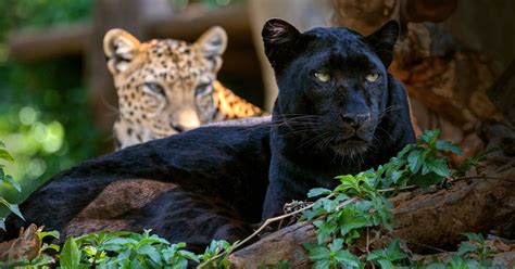 Black Panther Animal Vs Cheetah at Leslie Weiss blog