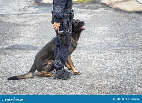 Female Police Officer Training a German Shepher Dog Stock Image - Image ...