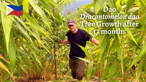 🇵🇭 Dao (Dracontomelon dao) Philippine native tree growth after 13 months - YouTube