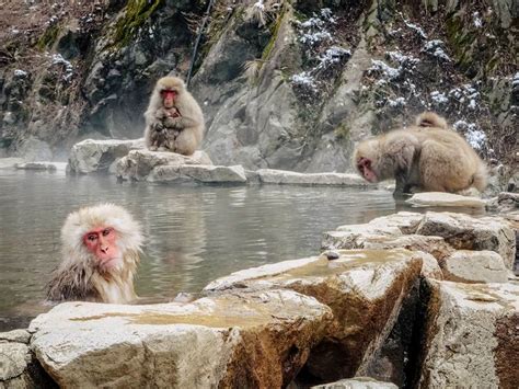 Snow Monkeys at Jigokudani Monkey Park in Nagano, Japan - CK Travels