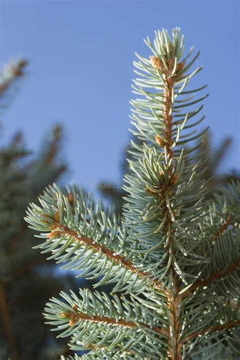 Evergreen juniper pine stock photo. Image of tree, blue - 3577112