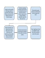 Eutrophication Flow Chart.pdf - Oxygen is used up quickly by the huge numbers of microbes as ...