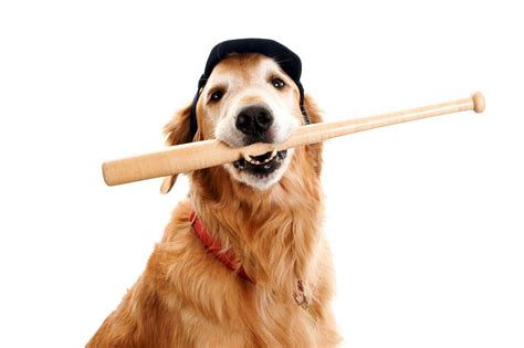 Dogs Wearing Baseball Outfits | NotGraphs Baseball