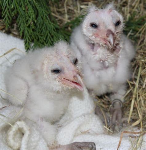 Barn owl babies are feeding well - Pet Samaritans