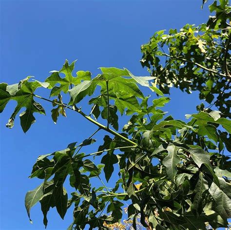 Brachychiton acerifolius - Illawarra Flame Tree - Blerick Tree Farm