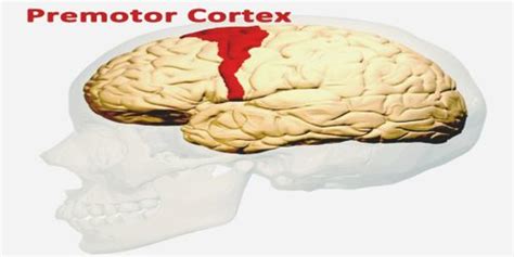 Premotor Cortex - Assignment Point