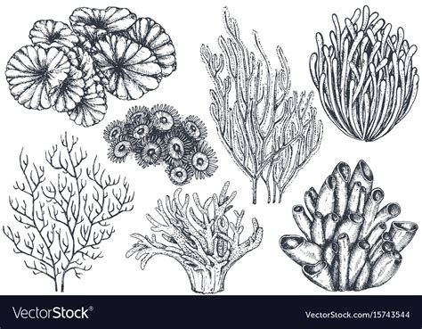 Collection of hand drawn ocean plants and Vector Image