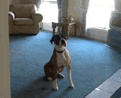 Dog Walk GIF - Find & Share on GIPHY