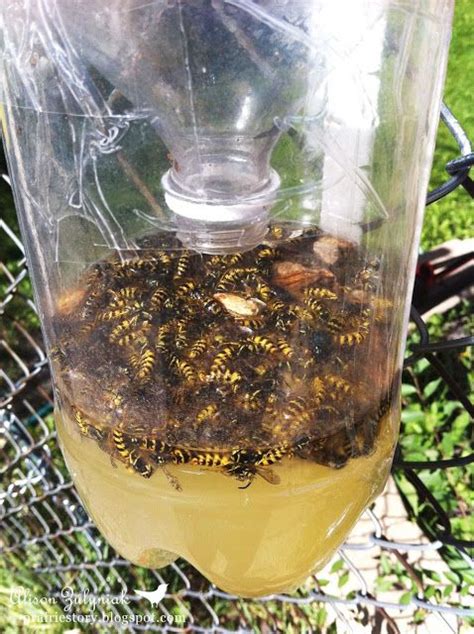 Homemade Wasp Trap | Idees And Solutions | Gardening | Pinterest | Wasp traps, Wasp and Gardens