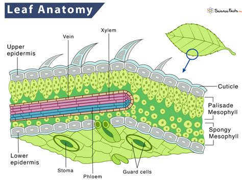 What Is The Structure And Function Of Leaves - Infoupdate.org