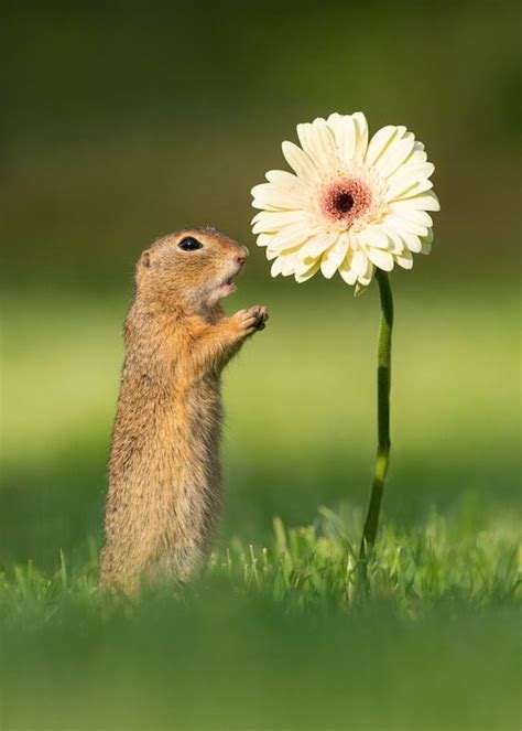 Photos of Squirrel Smelling Flowers From Dick van Duijn | POPSUGAR Pets Photo 2