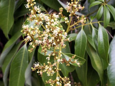 small white flowers are blooming on the tree